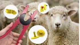 Уважаемые владельцы коз и овец!