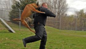 Что делать если на вас напала собака?